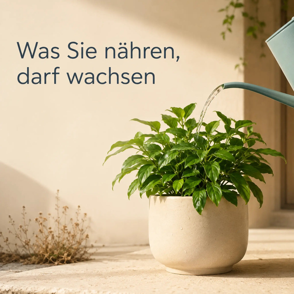 Pflanze als Sinnbild für Aufmerksamkeit und Wachstum in der Partnerschaft
